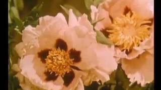 ПЧЕЛОВОДСТВО Учебный кинокурс СССР 1959 г. СК ПЧЕЛОВОДСТВО Учебный кинокурс СССР 1959 г. СК