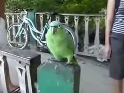 The most funny parrot in the world