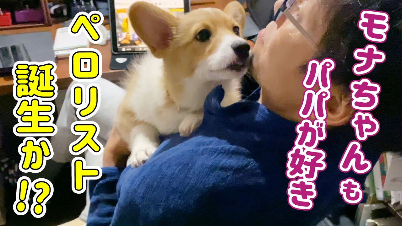 お手を覚えたゴールデンの子犬がとったまさかの行動に爆笑 お手を覚えたゴールデンの子犬がとったまさかの行動に爆笑