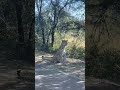 #wildlife #tiger #animals #bigcat #viralvideo #youtubeshortsfeature #lion #tigerking