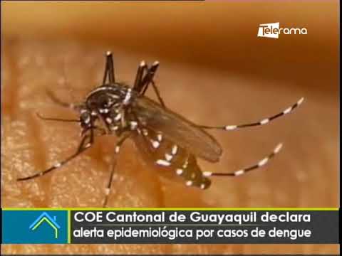 COE cantonal de Guayaquil declara alerta epidemiológica por casos de dengue