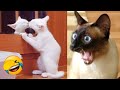 You Laugh You Lose 😍😅 Best Funny Dogs and Cats Videos 😻🐶 Part 19
