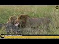 Wild Africa Hosana, Thamba and The Lions in the Mara 14 feb 2018