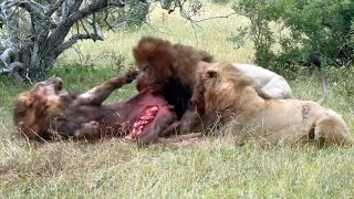 Eaten Alive | 2 Lions Feeding on Rival Male While Alive | Guernsey Male is Killed