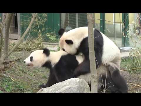 Panda    Animals Mating#Панда  Спаривание животных