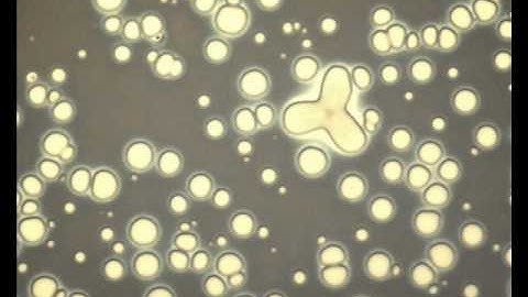Phase Separation of PMMA and PS on Si wafer