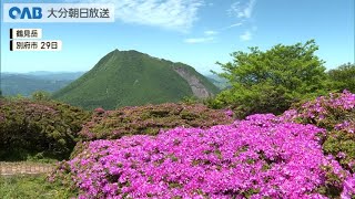 【大分】鶴見岳で咲き誇るミヤマキリシマ