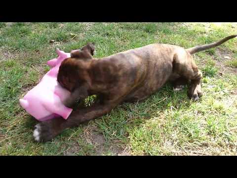 boxer-puppy-sammie-the-pig-slayer-and-rex-the-bird-slayer!
