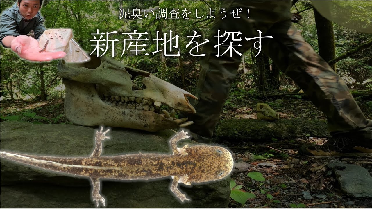 ヒガシヒダサンショウウオの新産地を探す