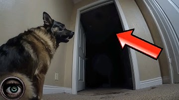 Creepy Paranormal Videos Where Animals Detect What We Cannot See