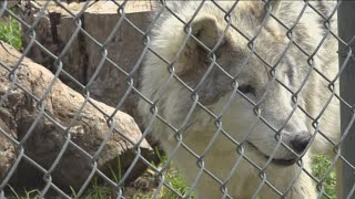 Famous Beloved wolf ambassador diagnosed with terminal cancer Net Worth