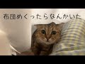 お布団の中に現れるまんまるのタヌキさんが可愛すぎるんだが…?