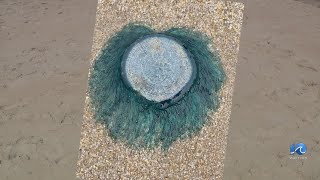 Blue button spotted on beach at Dam Neck in VB
