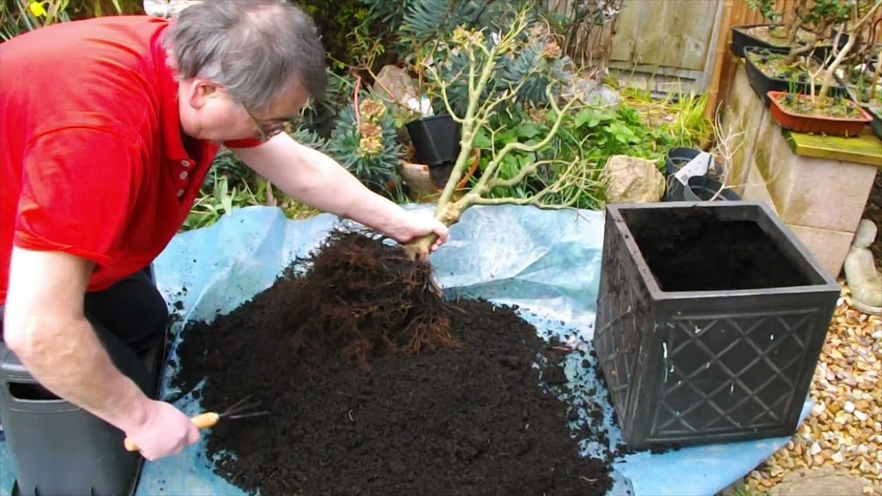 81. Japanese Maple 'Orange Dream' first steps to becoming a bonsai.