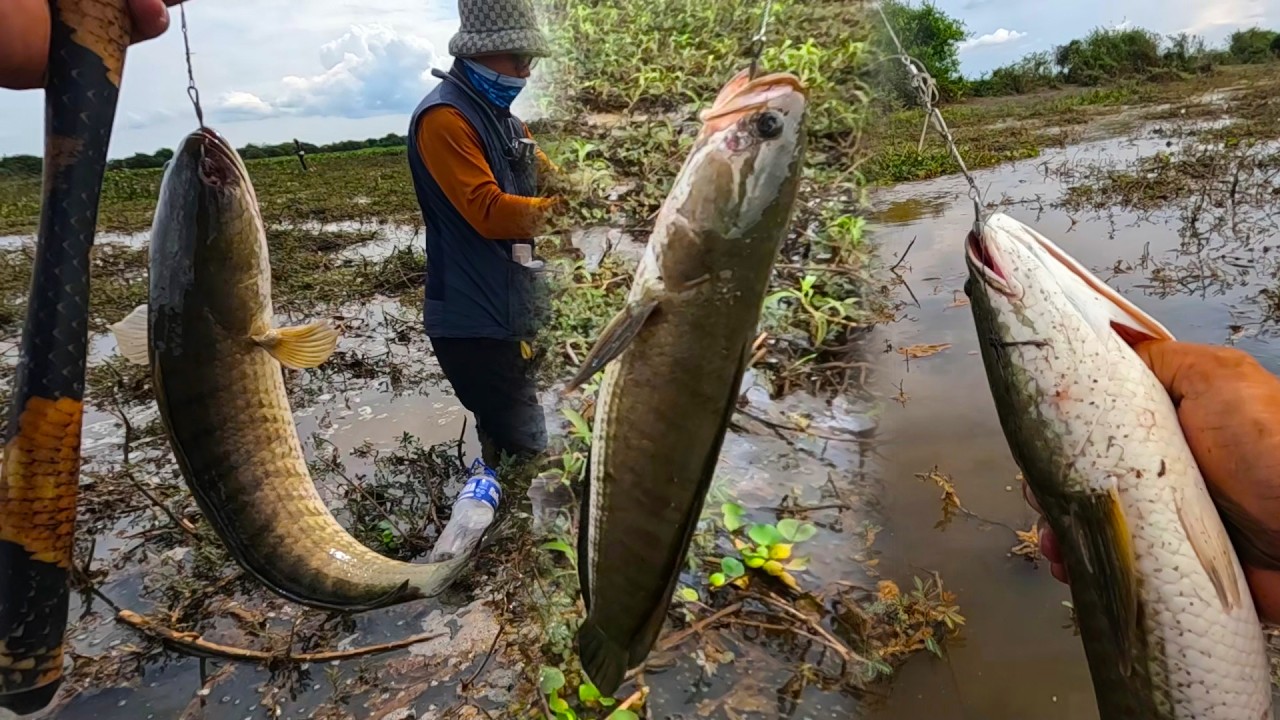 Today I was fishing in a natural lake and many Shankehead fish came out to bite the bait