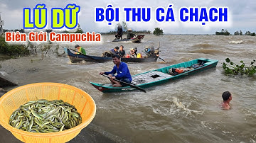 BẤT NGỜ GẶP LŨ DỮ - BỘI THU CÁ CHẠCH ĐỒNG MÙA NƯỚC NỔI Ở BIÊN GIỚI CAMPUCHIA