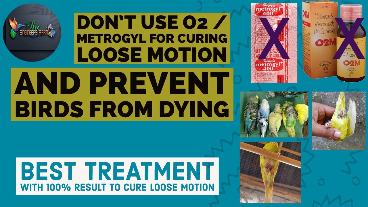 BEST LOOSE MOTION TREATMENT FOR BIRDS Diarrhea treatment loose