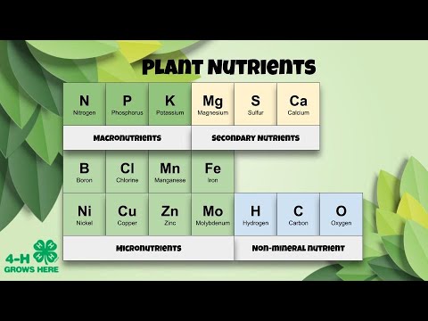 Video: What Is The Use Of Phosphorus As A Macronutrient