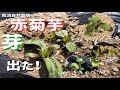 赤菊芋の芽が出た！（ジャガイモも、トレビスも、みさきキャベツも！）[4.3/我流自然栽培]