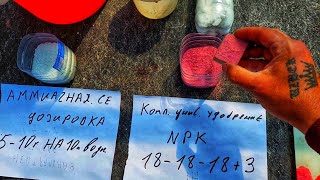 видео: ЗАСТАВИМ РАССАДУ РАСТИ ПО УЗБЕКСКИЙ. Народный способ, рецепт. ДОСТУПНО И НЕДОРОГО. картинка: ЗАСТАВИМ РАССАДУ РАСТИ ПО УЗБЕКСКИЙ. Народный способ, рецепт. ДОСТУПНО И НЕДОРОГО.