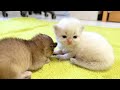 Two cute kittens gently cuddle and fall asleep