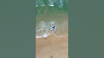 Stranded whale needed help? 🤔 #whale #ocean