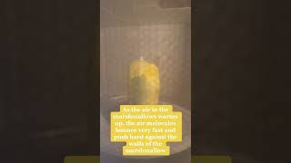 Exploding Peeps Experiment! #Science #STEM #ExplodingPeeps #Marshmallow #Shorts