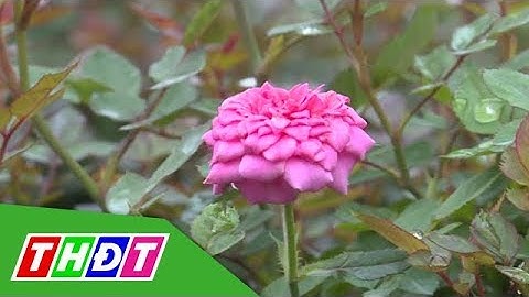 Sắc xuân mới ở làng hòa Sa Đéc | THDT