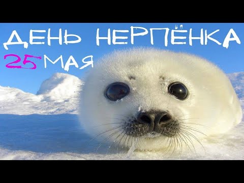 25 Мая, День Нерпенка - Красивое Оригинальное Прикольное Музыкальное Видео Поздравление Открытка