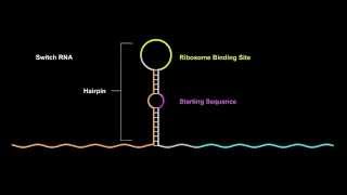 Mechanism of the Toehold Switch