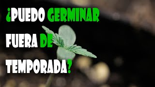 ¿Cómo GERMINAR y CULTIVAR semillas de MARIHUANA fuera de TEMPORADA? - TOP CULTIVO 90