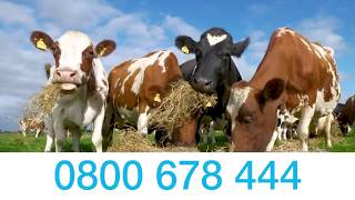 How To Treat Facial Eczema In Cattle - Maximin Mineral Mixes