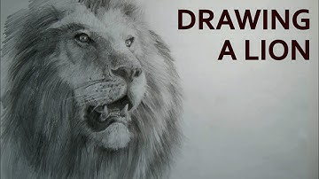 How to draw a Lion - Speed drawing