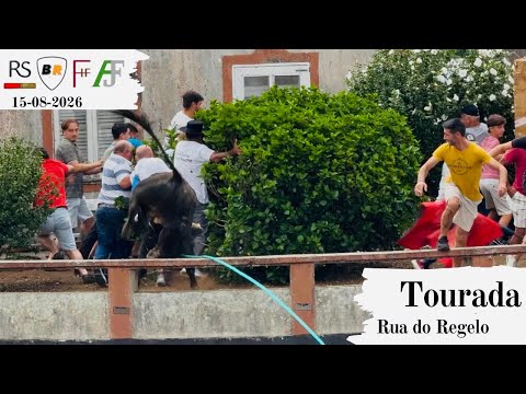 Tourada à corda na Rua do Regelo, Fonte do Bastardo, Fonte do Bastardo, 15 de agosto de 2026