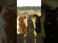 «Опять телека на смотрелся»
