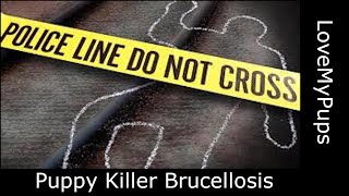 Terrible cause of puppy death, brucellosis