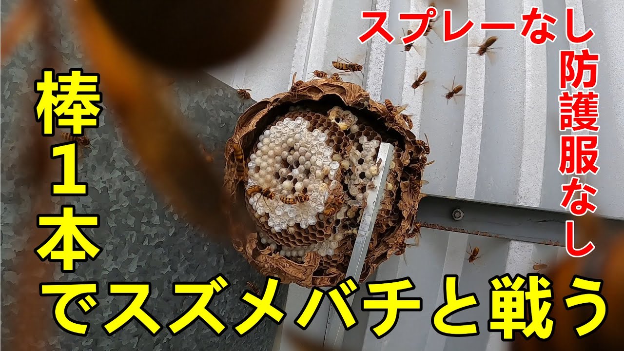 スズメバチの巣をdiyで撃退 スプレー使用禁止 蜂の巣駆除 素人 田舎暮らし 古民家 自給自足 Youtube