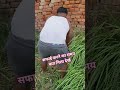 #viral #shortsfeed #villagelife