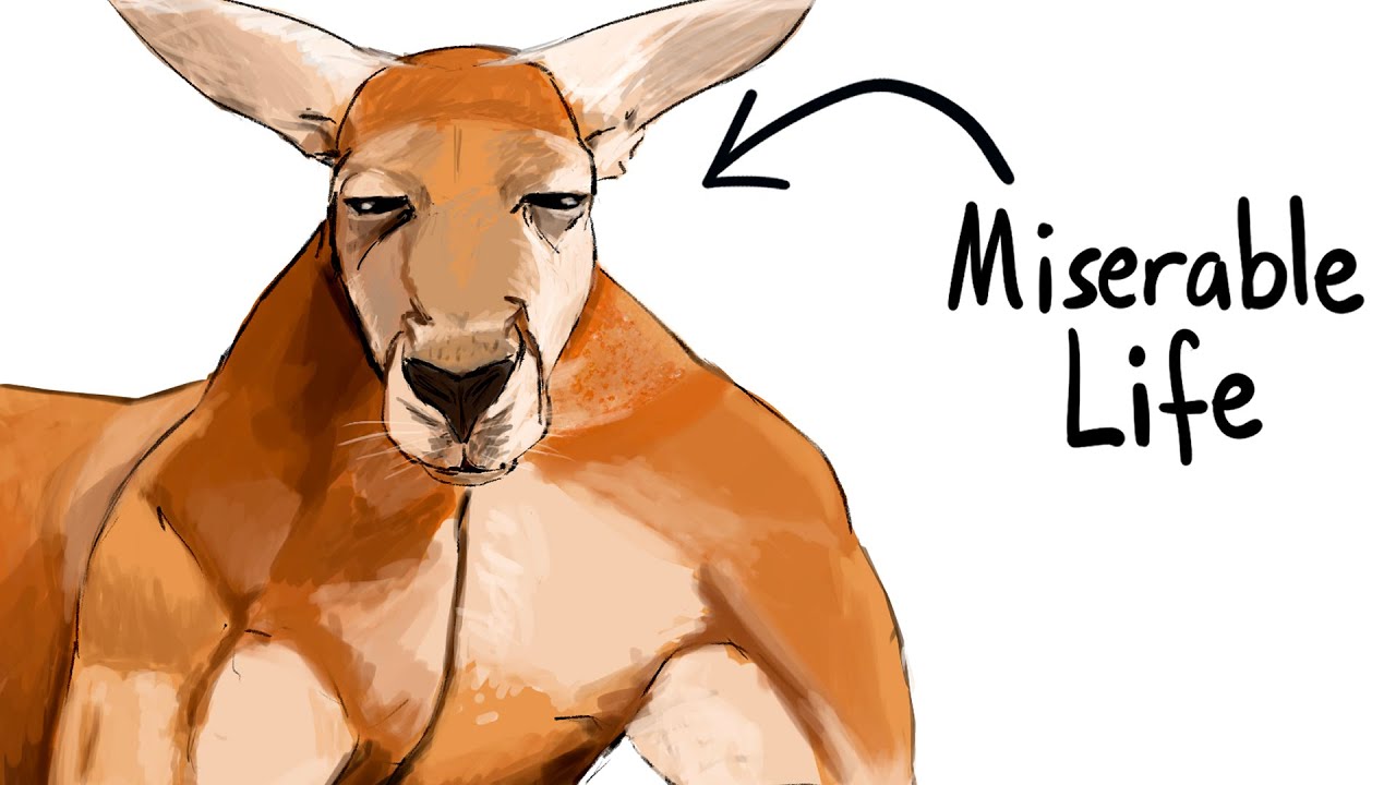 Why It Sucks to Be Born as a Red Kangaroo