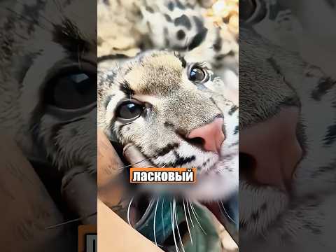 Самая ласковая дикая кошка в мире 😍😱 #милыеживотные #животные