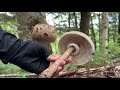 きのこ狩りで見つけたデカいカラカサタケをフライにして食べる ナラタケモドキやキアシヤマドリタケも(案件)