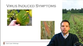 Introduction to Plant Diseases of Field Crops (1/5)