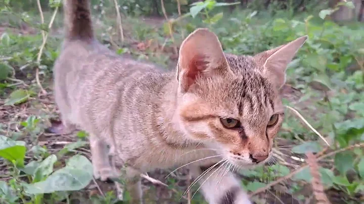 Watch the video about A cute kitten is walking in the yard. Cute kitten