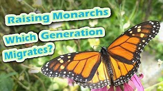 Which generation becomes the migratory of monarchs in north america
east rockies? you may have heard that it's 4th generation, and ...