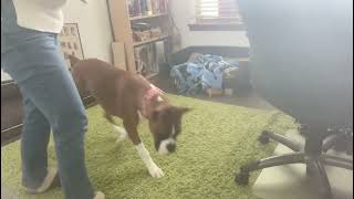 Beginning Week 2- Box On Floor Bjorn