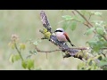 Red-backed Shrike