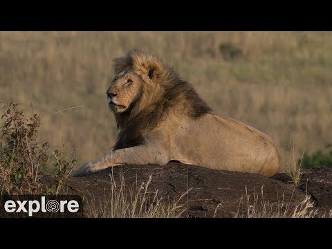 African Wildlife Meditation powered by EXPLORE