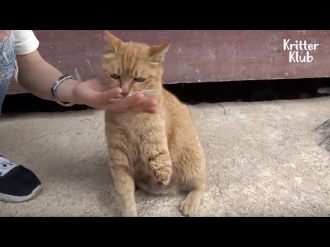 Video: Penelitian Baru Membuktikan Bahwa Anjing Lebih Seperti Orang Dari Yang Kita Pikirkan