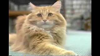 Meet Dewey Readmore Books