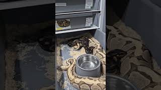 Famous Super vanilla x saar first lock❤️❤️❤️❤️ Profile